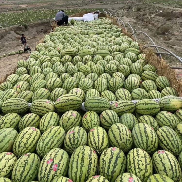 🔥🔥New Year 70% Off--🍉Lazy Man's Watermelon Seeds