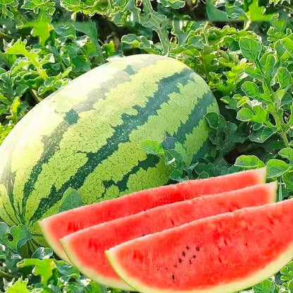 🔥🔥New Year 70% Off--🍉Lazy Man's Watermelon Seeds