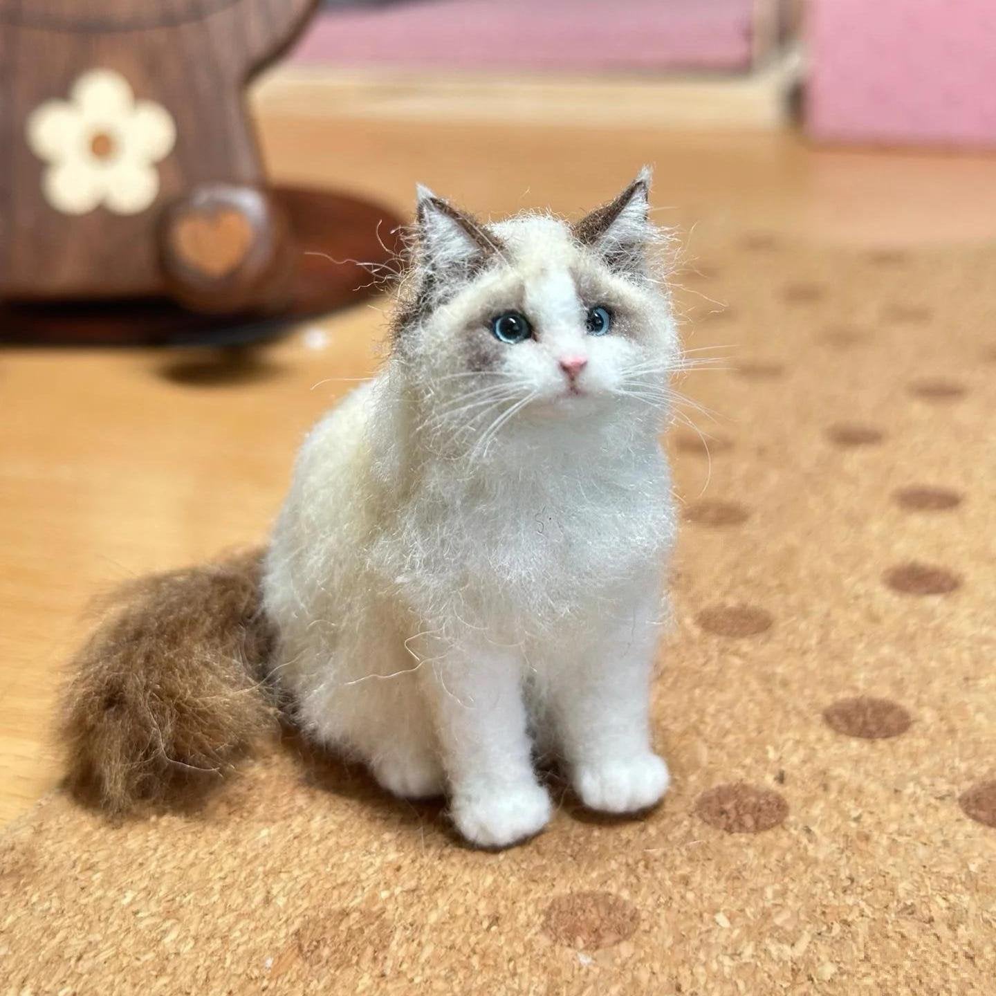 Ragdoll cat