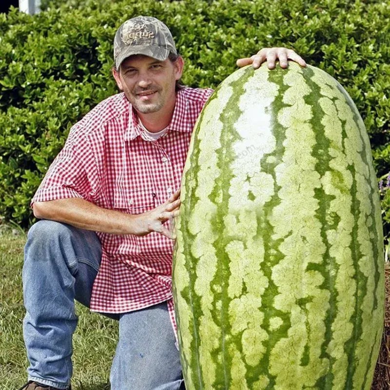 🔥🔥New Year 70% Off--🍉Lazy Man's Watermelon Seeds