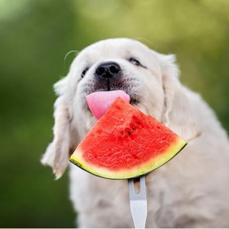 🔥🔥New Year 70% Off--🍉Lazy Man's Watermelon Seeds