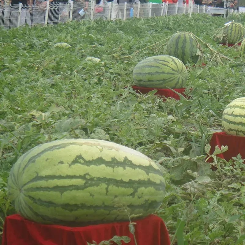 🔥🔥New Year 70% Off--🍉Lazy Man's Watermelon Seeds