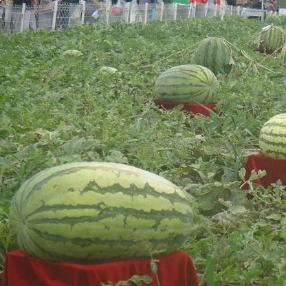 🔥🔥New Year 70% Off--🍉Lazy Man's Watermelon Seeds