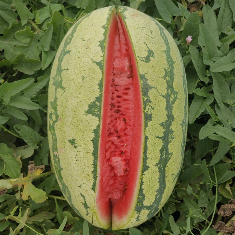 🔥🔥New Year 70% Off--🍉Lazy Man's Watermelon Seeds