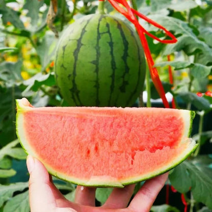 🔥🔥New Year 70% Off--🍉Lazy Man's Watermelon Seeds