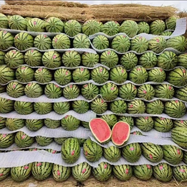 🔥🔥New Year 70% Off--🍉Lazy Man's Watermelon Seeds