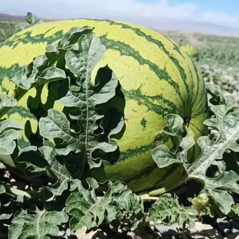 🔥🔥New Year 70% Off--🍉Lazy Man's Watermelon Seeds