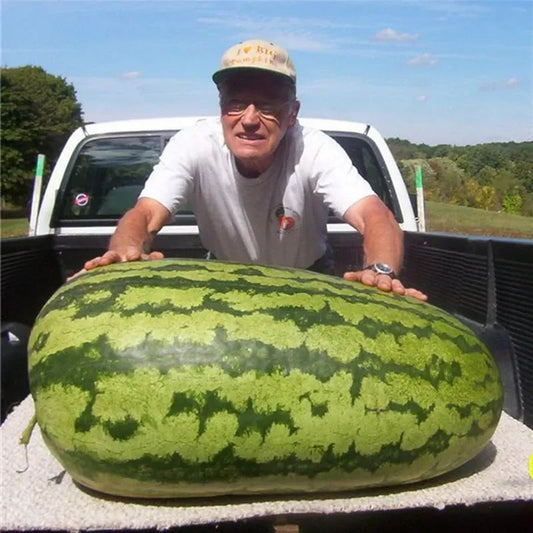 🔥🔥New Year 70% Off--🍉Lazy Man's Watermelon Seeds
