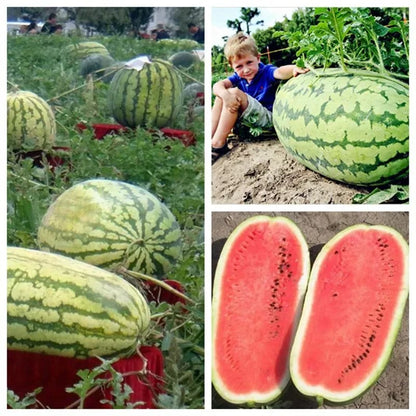 🔥🔥New Year 70% Off--🍉Lazy Man's Watermelon Seeds