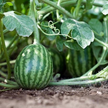 🔥🔥New Year 70% Off--🍉Lazy Man's Watermelon Seeds