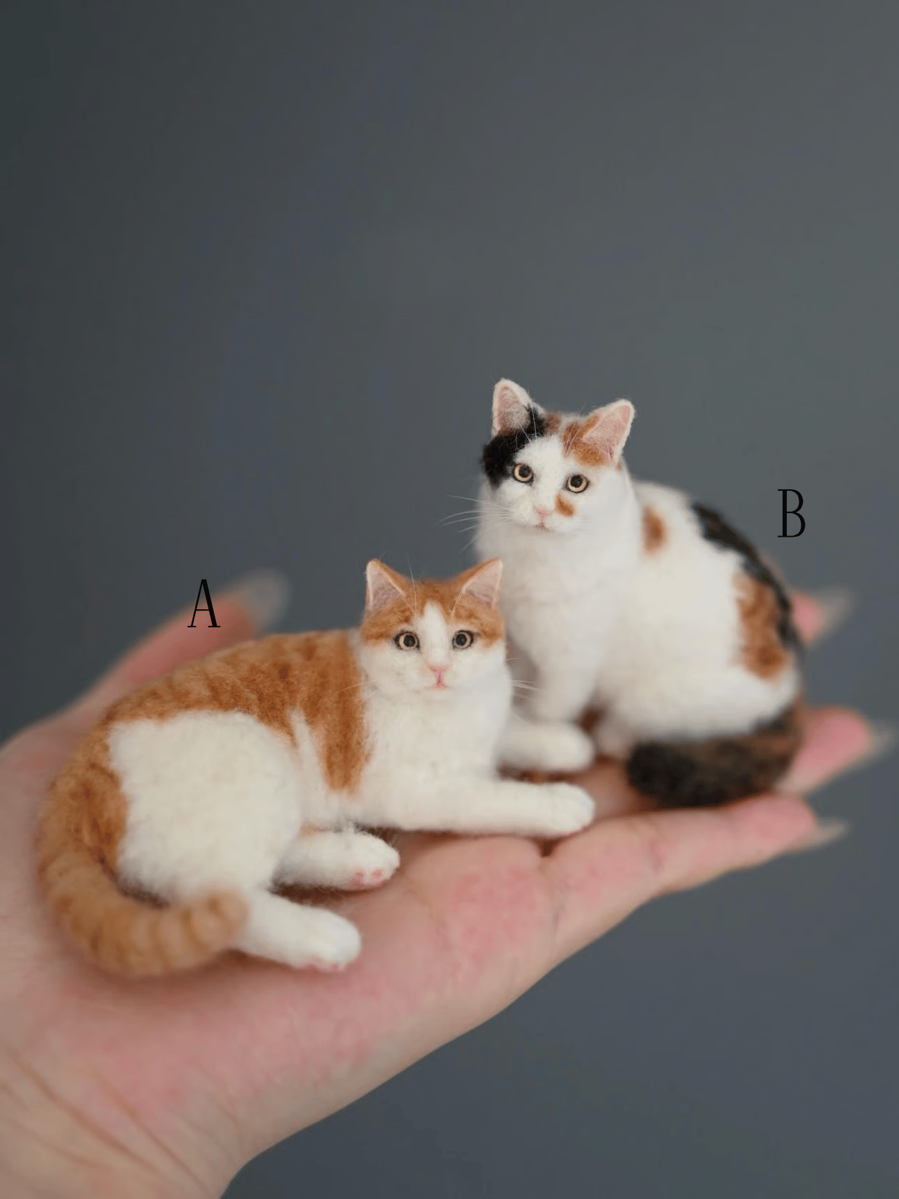Calico Cat A